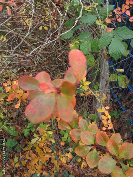 Obraz bunt gefärbte Blätter an einem Strauch