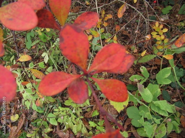Obraz bunt gefärbte Blätter an einem Strauch