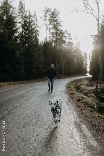 Fototapeta Dalmatian and man walking on a road in Sweden