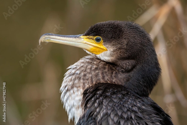Obraz Cormorant portrait