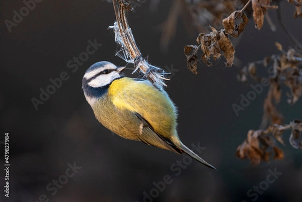Obraz Blue tit hanging upside down