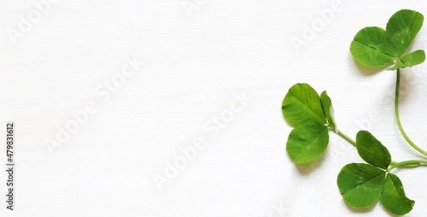 Fototapeta clover leaves on a light background, rustic style.
copy Space,