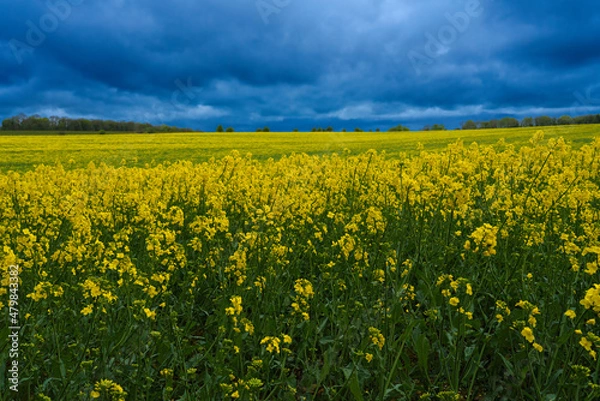 Fototapeta a bright yellow field full of rapeseed (Brassica napus) 
flowers under a foreboding dark grey thunder storm cloud sky