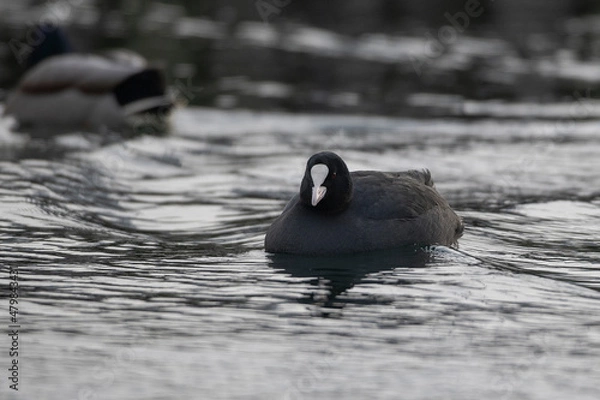 Fototapeta coot (łyska)