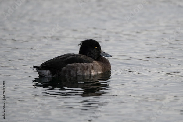 Fototapeta tufted duck 
