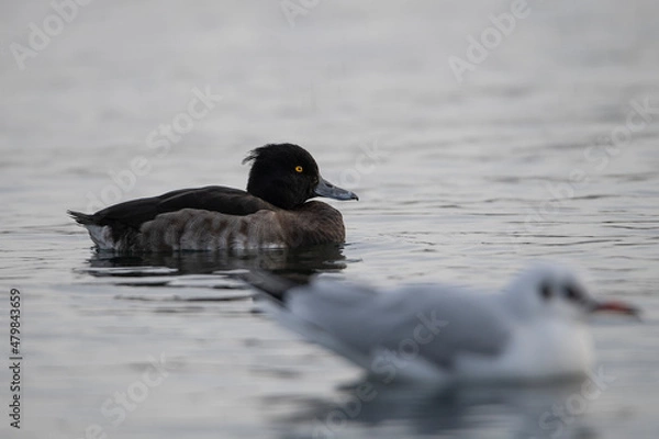 Fototapeta tufted duck 