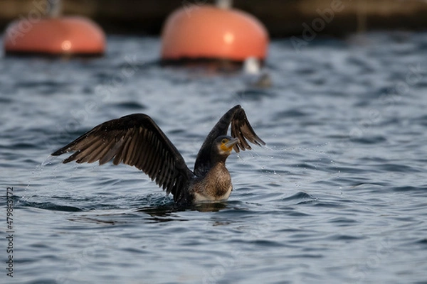 Fototapeta cormorant