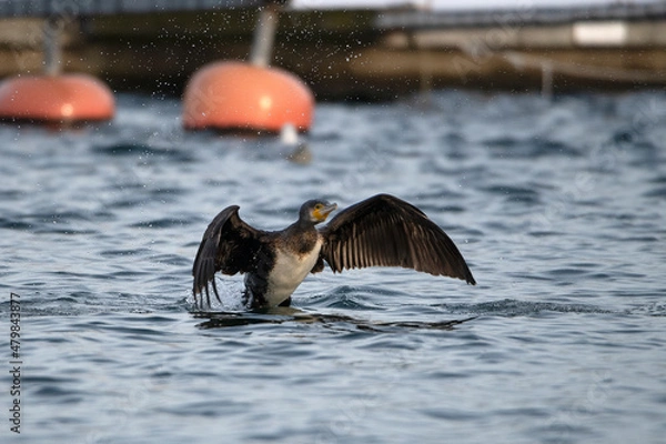 Fototapeta cormorant