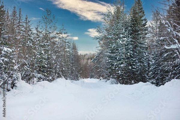 Obraz Winter road in the forest