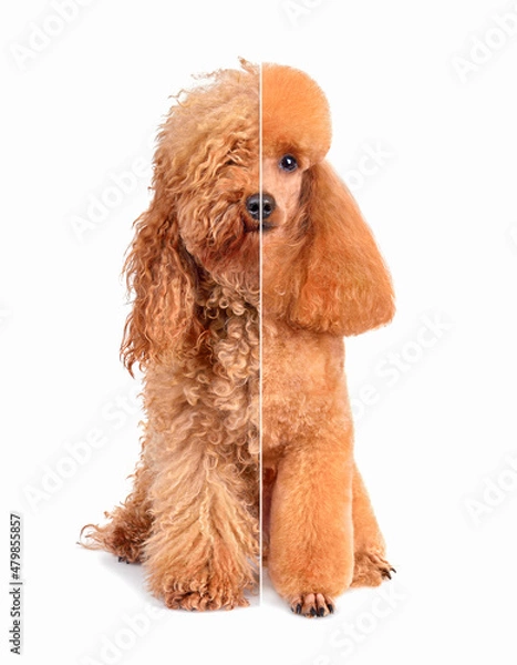 Obraz Dog before and after grooming