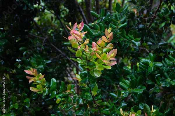 Obraz Folhas da Amazonia