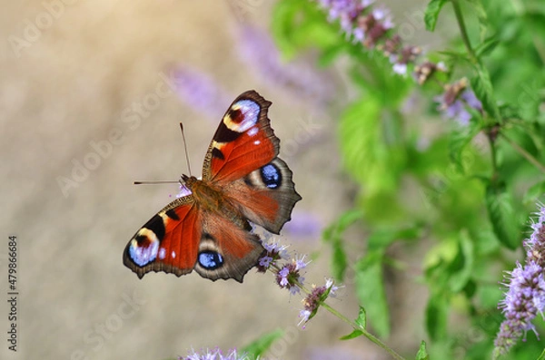 Fototapeta Aglais io, known simply as the peacock butterfly or European peacock, is a butterfly species belonging to the family Nymphalidae.