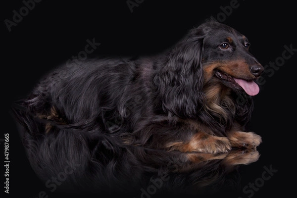 Obraz Hundeportrait