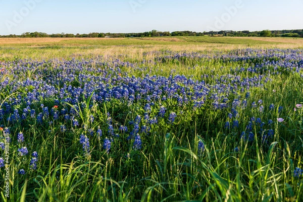 Obraz Blue Bonnets in a Texas field during a wonderful spring day.