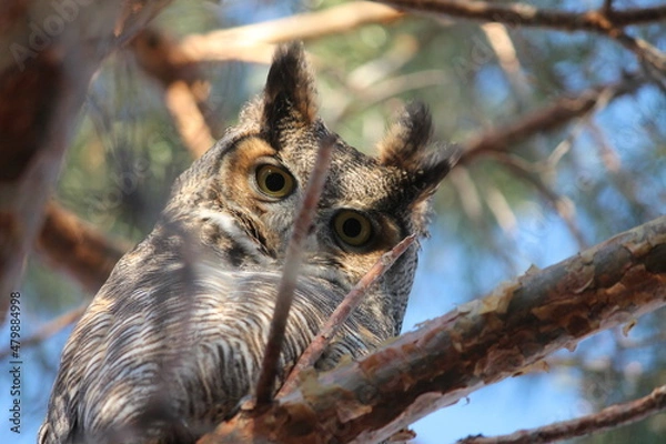 Obraz Staring contest with an owl