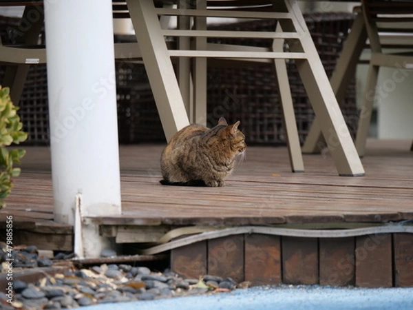 Fototapeta Cute wild cat in the garden around the office in pandemic period. Health, wild life and animal concept b-roll photo. Brown cat in the outdoor in Shanghai China Zhangjiang technology district