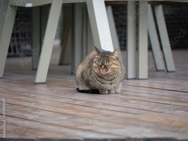 Fototapeta Cute wild cat in the garden around the office in pandemic period. Health, wild life and animal concept b-roll photo. Brown cat in the outdoor in Shanghai China Zhangjiang technology district