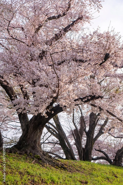 Fototapeta 背割り堤の桜