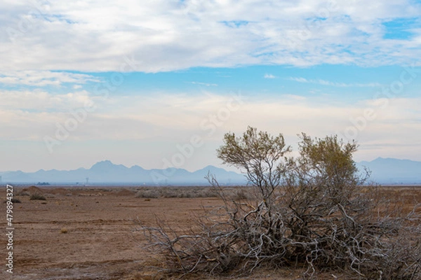 Fototapeta A single tree in the desert