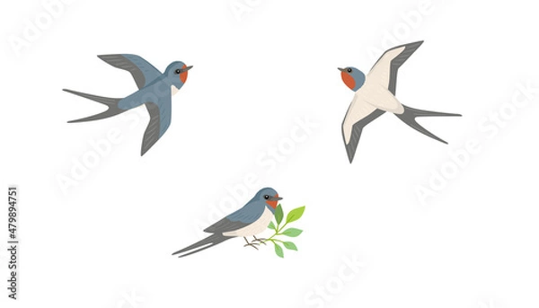 Obraz Vector swallow bird illustration set on white background