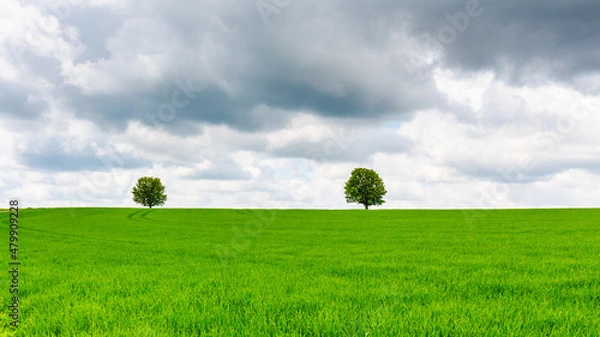 Fototapeta Einsame Bäume