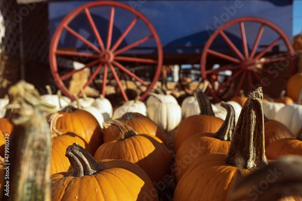 Obraz Pumpkin Village