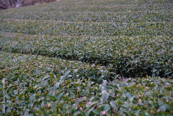 Fototapeta 高知県のお茶畑