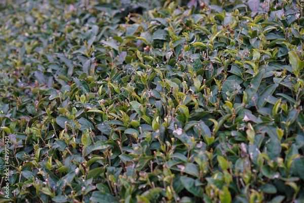 Obraz 高知県のお茶畑