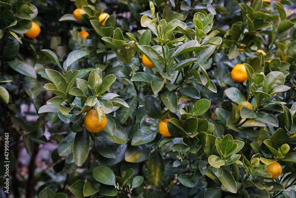 Fototapeta みかんの木
