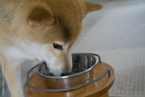 Fototapeta ご飯を食べる柴犬