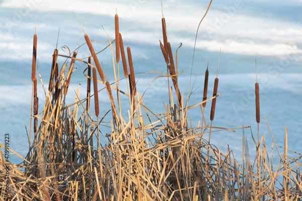 Fototapeta Reeds in winter in the wind, against the background of blue sky and frozen river.