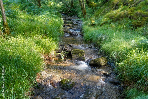 Obraz Close up of a small stream or brook in in woodland
