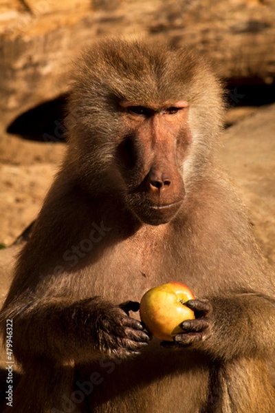 Fototapeta Baboon with an apple in hand