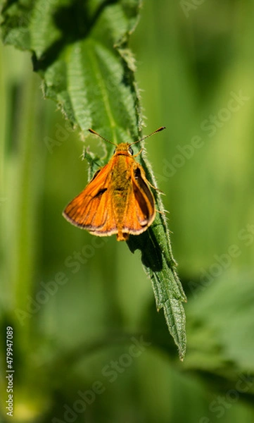 Fototapeta A close-up of a butterfly on a green leaf