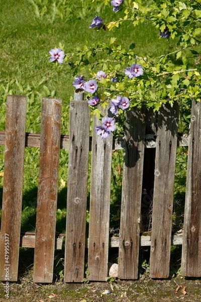Fototapeta Zaun, Holzzaun, Gartenzaun, Blumen, Deutschland, Europa