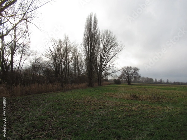 Obraz Bäume an einer Wiese