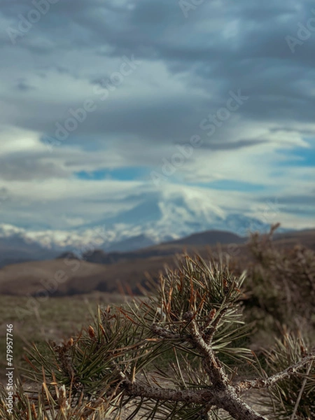 Obraz tree in the desert