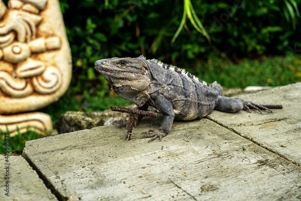 Obraz Iguana on the grass