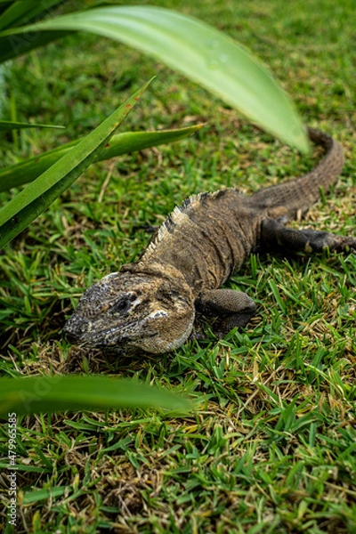 Obraz lizard on the grass
