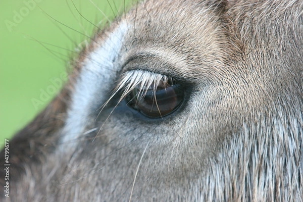 Fototapeta ANIMALS EYE