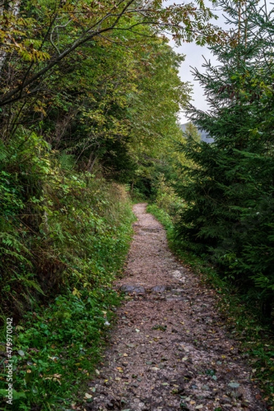 Fototapeta Forest path in the forest in late autumn.