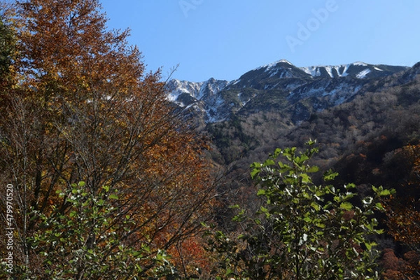 Obraz 白山登山口・別当出合の紅葉と雪化粧の山並み（石川県白山市）