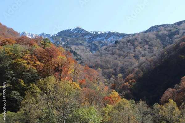 Obraz 白山登山口・別当出合の紅葉と雪化粧の山並み（石川県白山市）