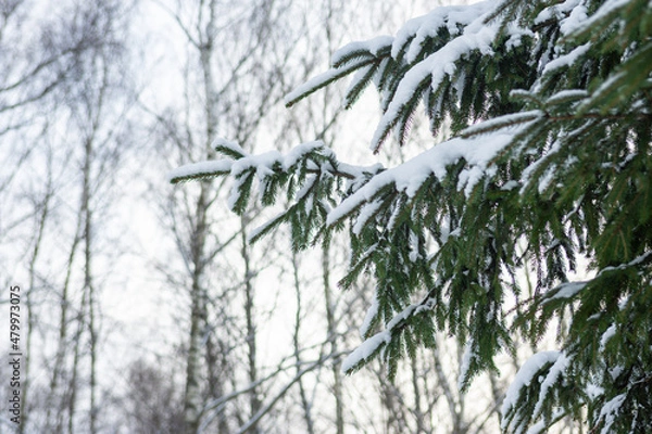 Fototapeta Spruce branch covered with the first snow with selective focus on the natural background.