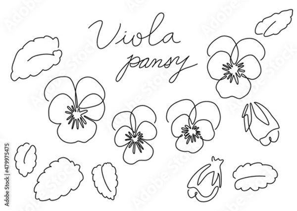 Obraz 一筆書き　ビオラ＆パンジー（白黒 モノクロ）