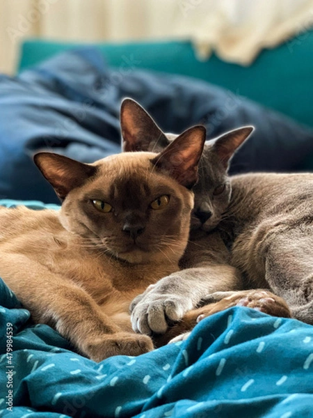 Obraz cat sleeping on the bed