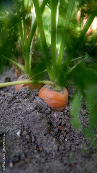 Obraz green moss on the tree