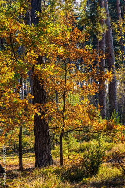 Obraz Autumn panorama of mixed forest thicket with colorful tree leaves mosaic in Mazowiecki Landscape Park in Celestynow town near Warsaw in Mazovia region of Poland