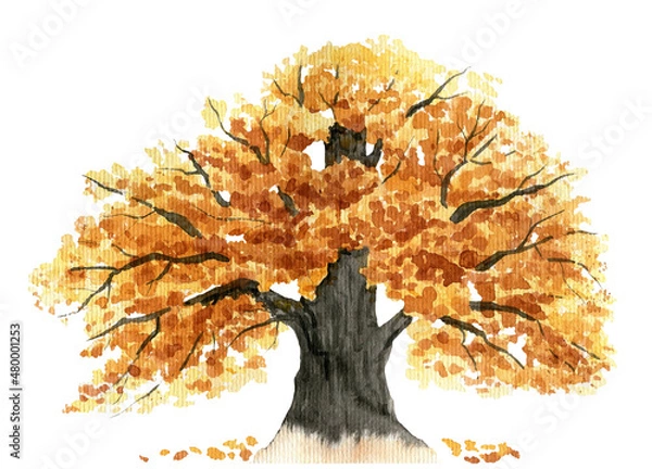 Fototapeta Large autumn oak tree with orange and yellow foliage on a white background 