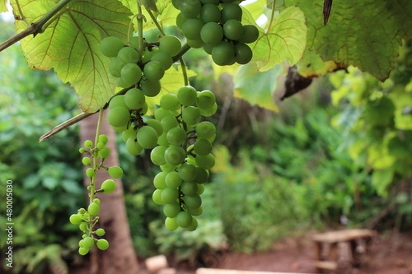 Obraz grape tree
